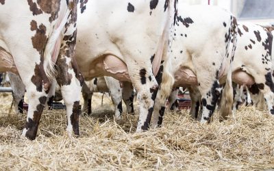 OPINIE. Een wedstrijd die niemand kan winnen